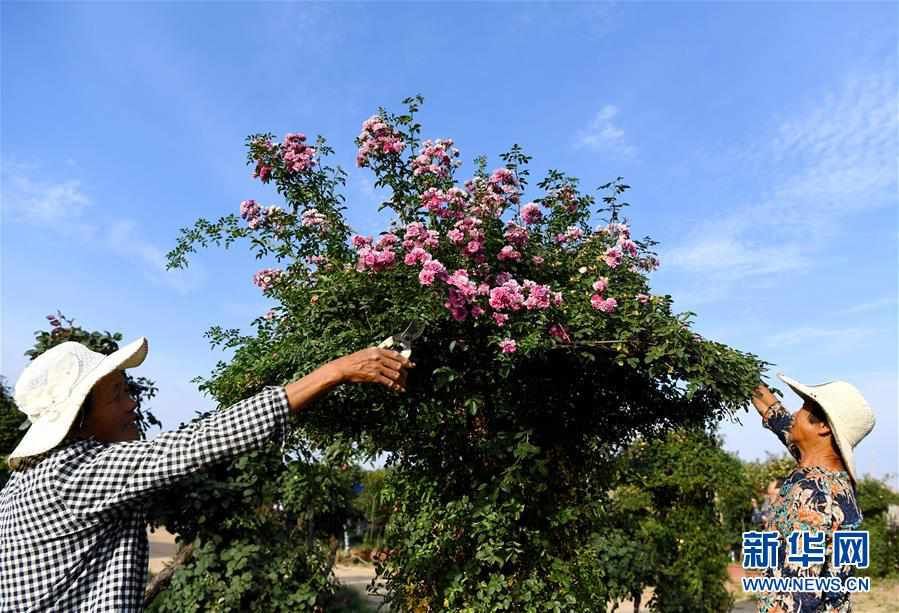 河南南阳：打造产业基地 助力脱贫增收