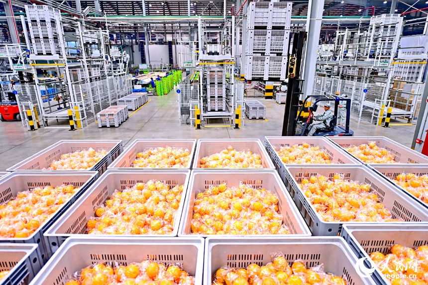 江西信丰：智慧工厂助力脐橙产业高质量发展
