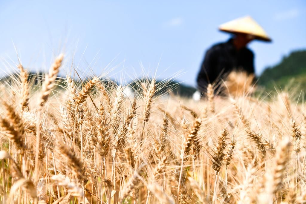 锚定农业强国目标：中国全力推进乡村振兴