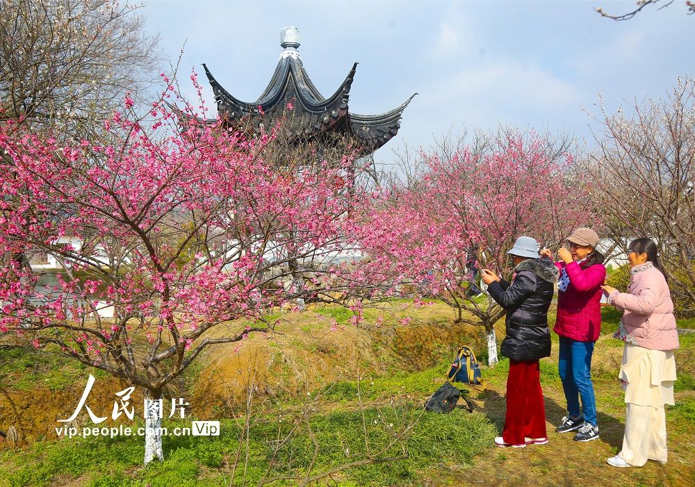 江苏苏州：春光明媚   踏春赏梅