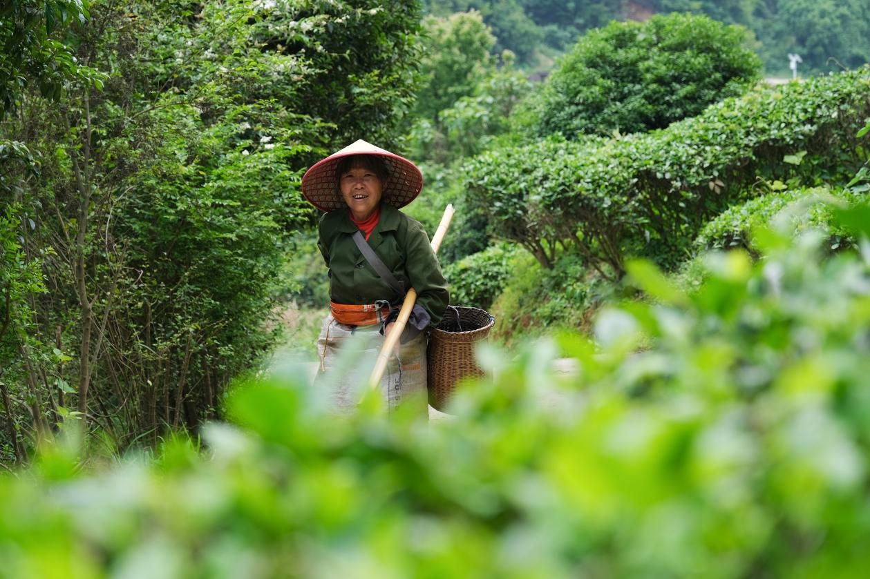 近观｜茶香醇厚意悠长