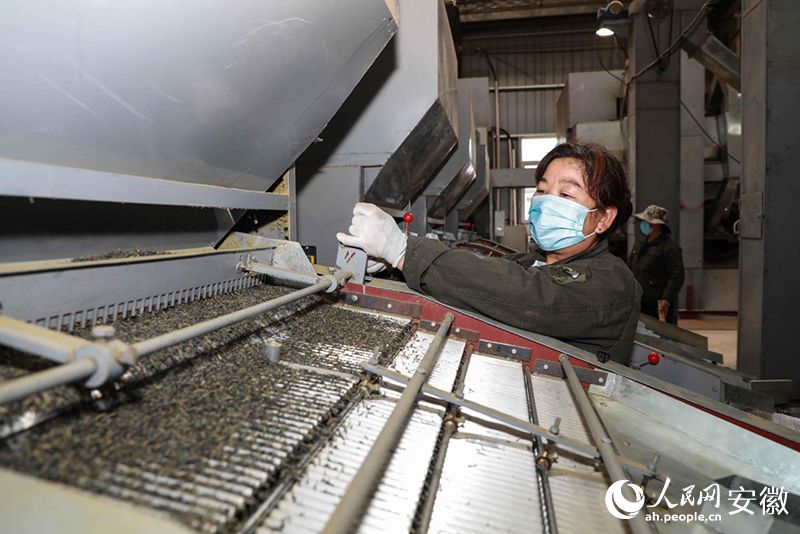 名茶汇聚的安徽，何以大而不强？