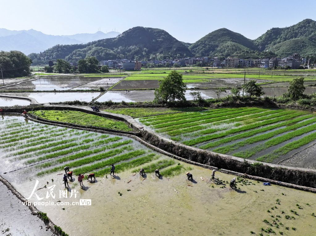 湖南常宁：田间插秧忙