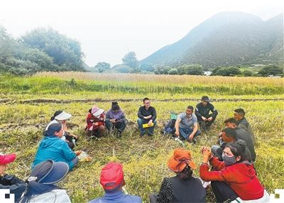 二〇一一年以来，西藏累计选派近三十万名党员干部扎根村（居）一线——  竞相绽放的格桑花（前沿观察）