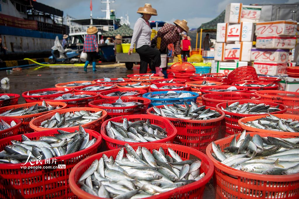 海南琼海：南海归来鱼满舱