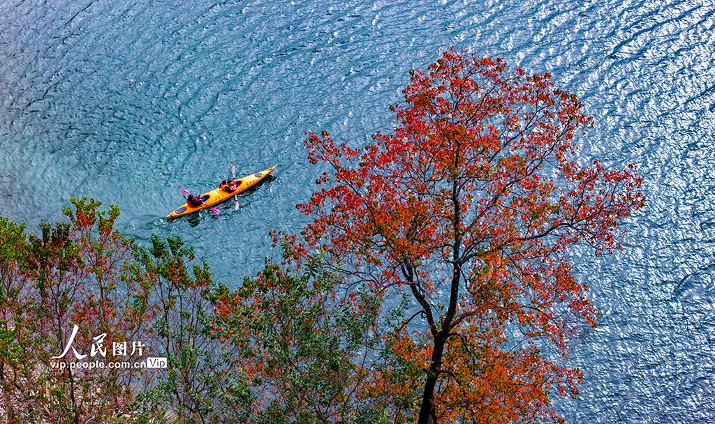 千岛湖又迎一年红叶季