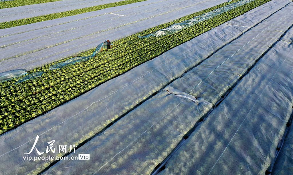 安徽蒙城：冬管蔬菜 保供应【6】