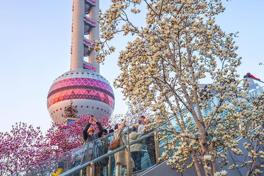 上海：陆家嘴玉兰迎春绽放 吸引市民游客打卡