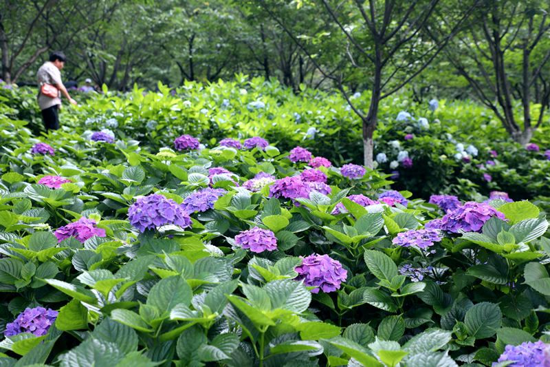 湖南省植物园3万余株绣球花迎来花期