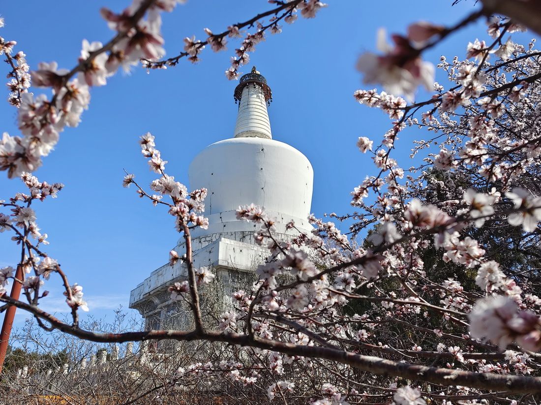 北京：山桃花开映白塔