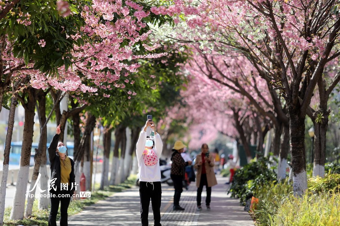 云南蒙自：樱花盛开游人来