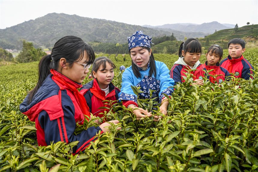 江西靖安：茶园变课堂 学生学采茶