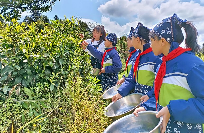 江西南丰：采茶实践促“双减”