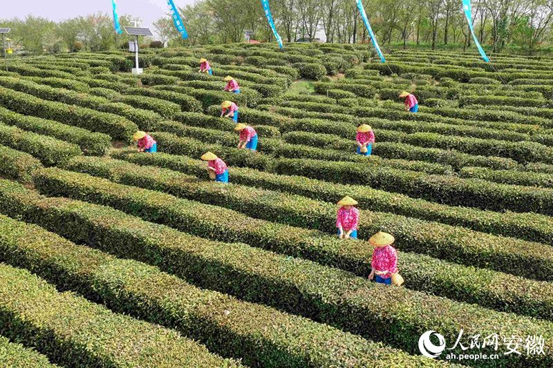 名茶汇聚的安徽，何以大而不强？