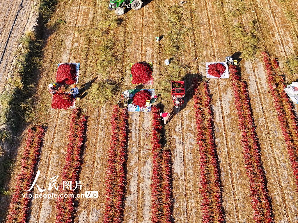 甘肃酒泉：秋收